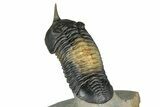 Morocconites Trilobite Fossil - Multi-Toned Shell Coloration #339442-4